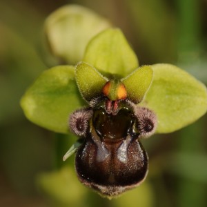 Ophrys bombyliflora
