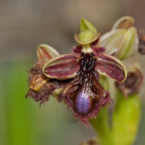 Ophrys speculum x speculum subsp. regis-ferdinandii