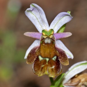 Ophrys argolica subsp. lucis