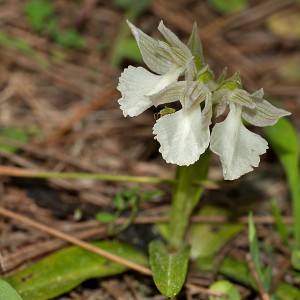 Orchis papilionacea alba