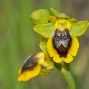 Ophrys lutea subspec. galilaea