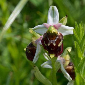 Ophrys in Bayern