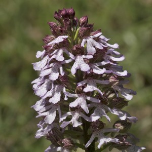 Orchis purpurata