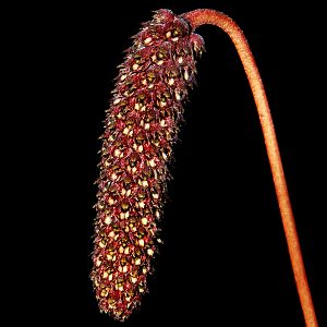Bulbophyllum coniferum