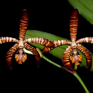 Arachnis clarkei - Synonym: Esmeralda clarkei