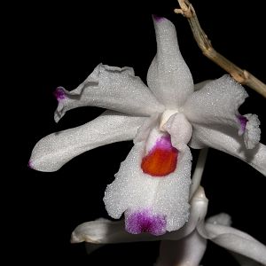 Dendrobium annae
