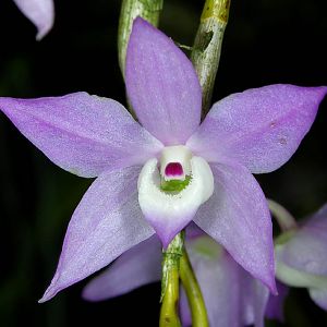 Dendrobium hercoglossum