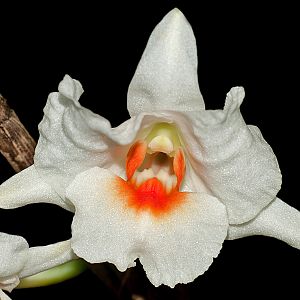 Dendrobium igneoniveum