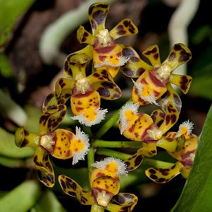 Gastrochilus calceolaris
