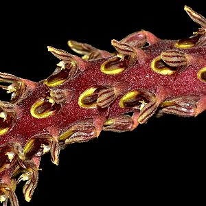 Bulbophyllum saurocephalus