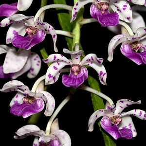 Rhynchostylis violacea