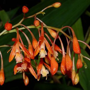 Epidendrum spathatum - Synonym: Epidendrum embreei