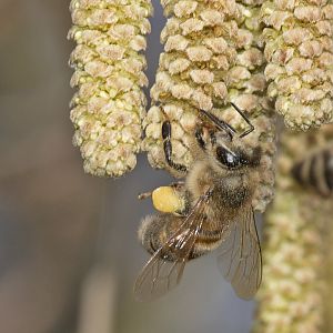 Bienenweide Haselnuss