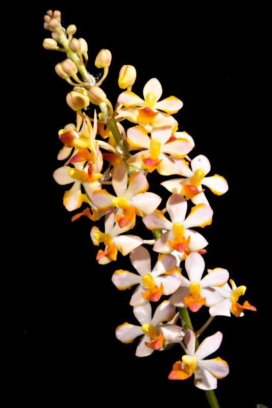 2016-07-28 Doricentrum Pulcherrimin orchids-shop.eu.jpg