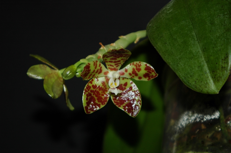 2017-06-05 Phalaenopsis doweryënsis 10 - Kopie.JPG
