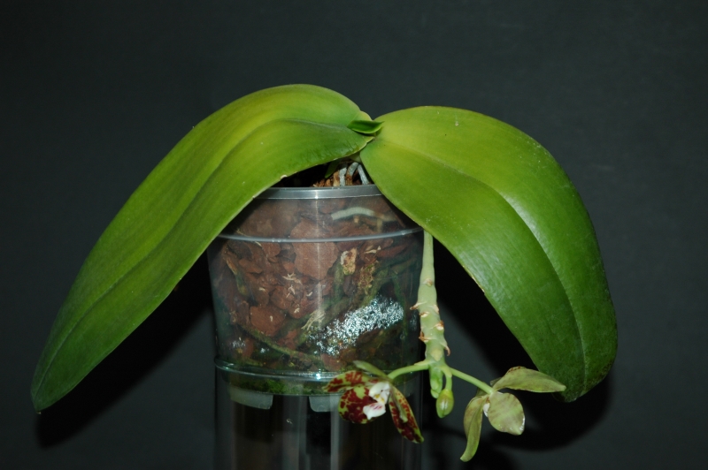 2017-06-05 Phalaenopsis doweryënsis 12 - Kopie.JPG