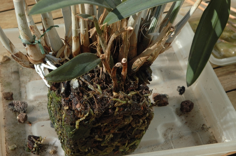 2017-09-23 Umtopfaktion Cattleya cinnabarina 11 - Kopie.JPG