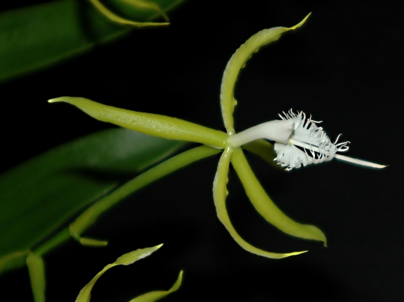 2017-11-01 Epidendrum ciliare 14 - Kopie - Kopie.JPG