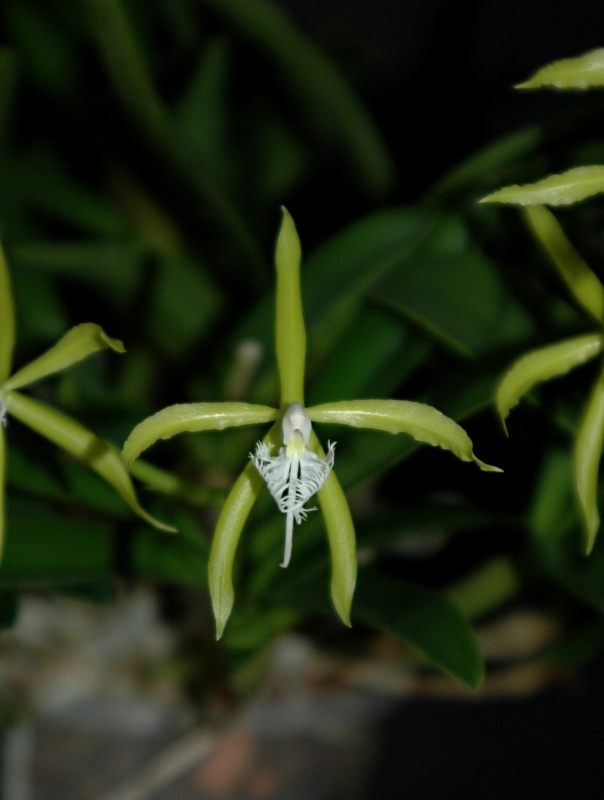 2017-11-01 Epidendrum ciliare13 - Kopie.JPG