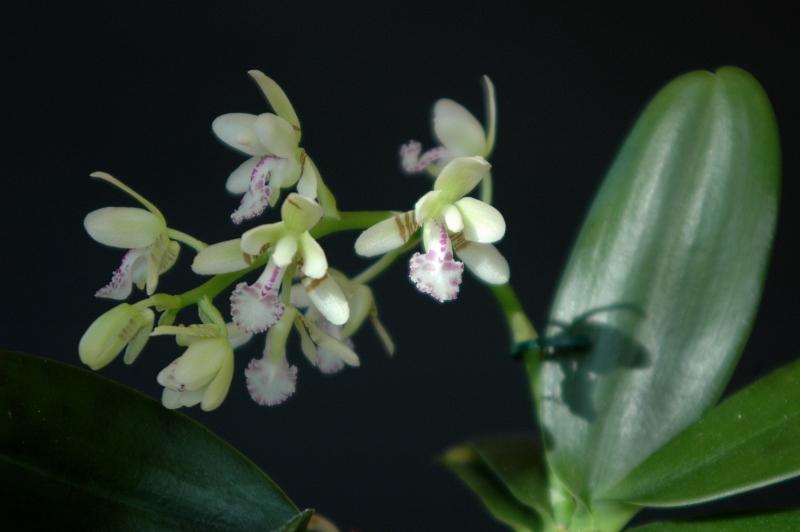 2018-02-28 Phalaenopsis (syn. Sedirea) japonica 8 - Kopie.JPG