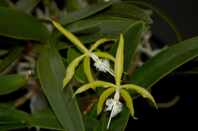 2018-04-05 Epidendrum ciliare 15 - Kopie.JPG
