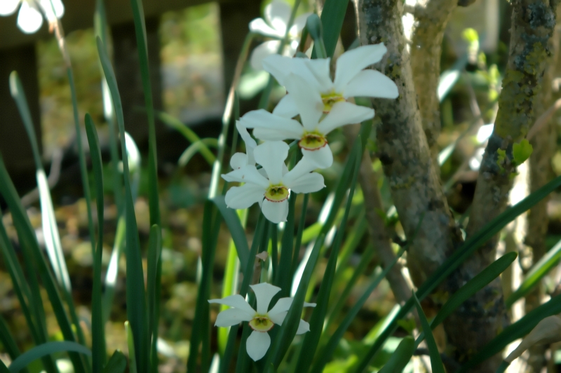 2018-04-27 Narcissus poeticus13 - Kopie.JPG