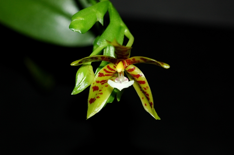 2018-07-21 Phalaenopsis sp. aff. Polychilos 21 - Kopie.JPG