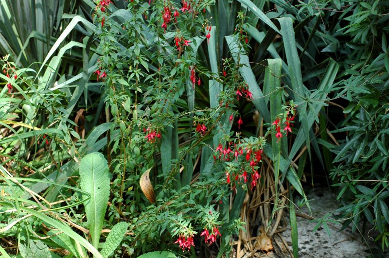 2018-08-23 Fuchsia magellania var. pumila 15.JPG