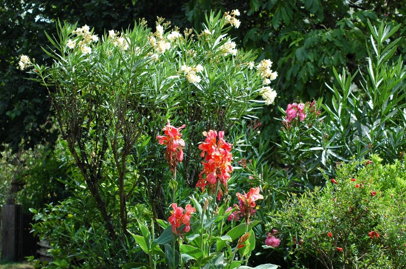 2018-08-23 Oleander und Canna im Garten 1 (1).JPG