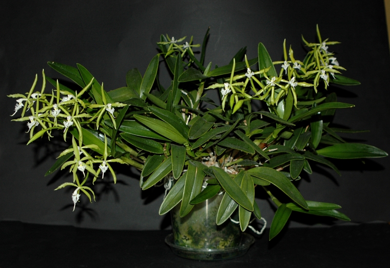 2018-10-28 Epidendrum ciliare 1 - Kopie.JPG
