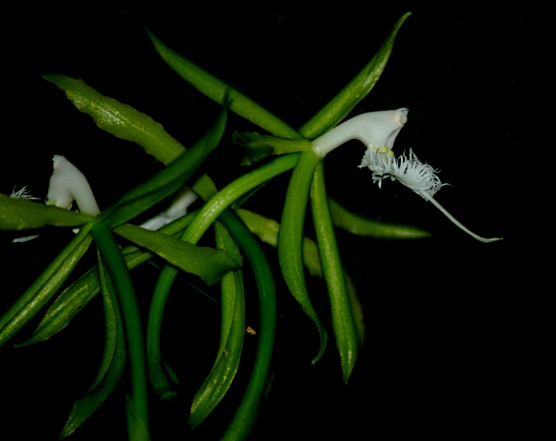 2018-10-28 Epidendrum ciliare 17 - Kopie.JPG