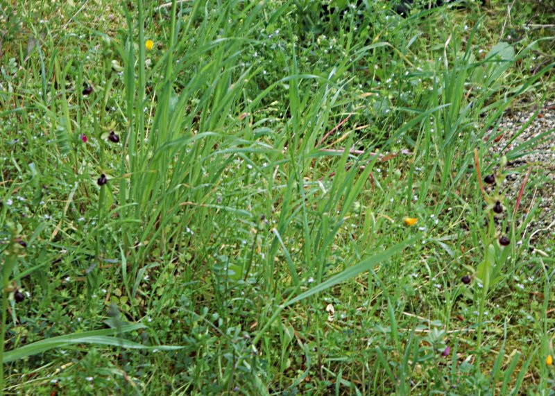 2019-04-09 Ophrys evt. tarentina 45.JPG
