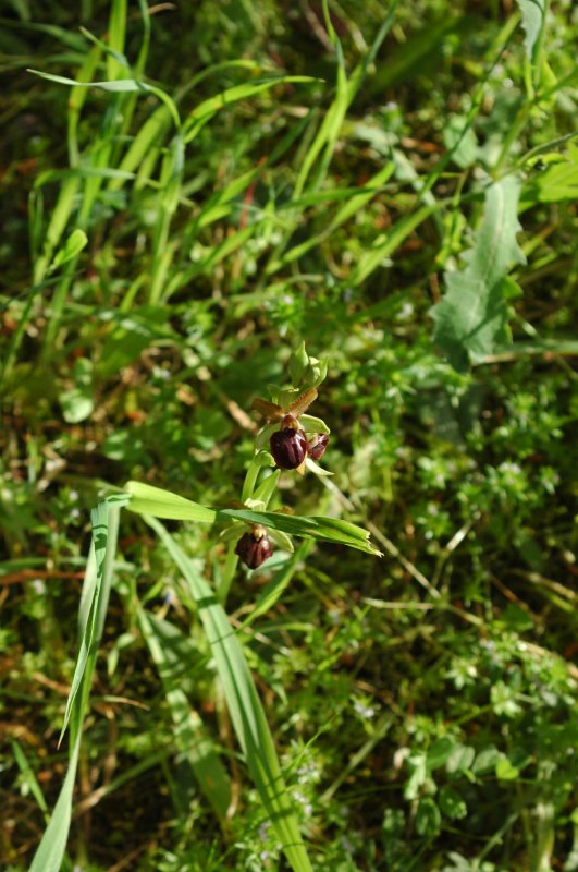 2019-04-10 Ophrys 86.JPG