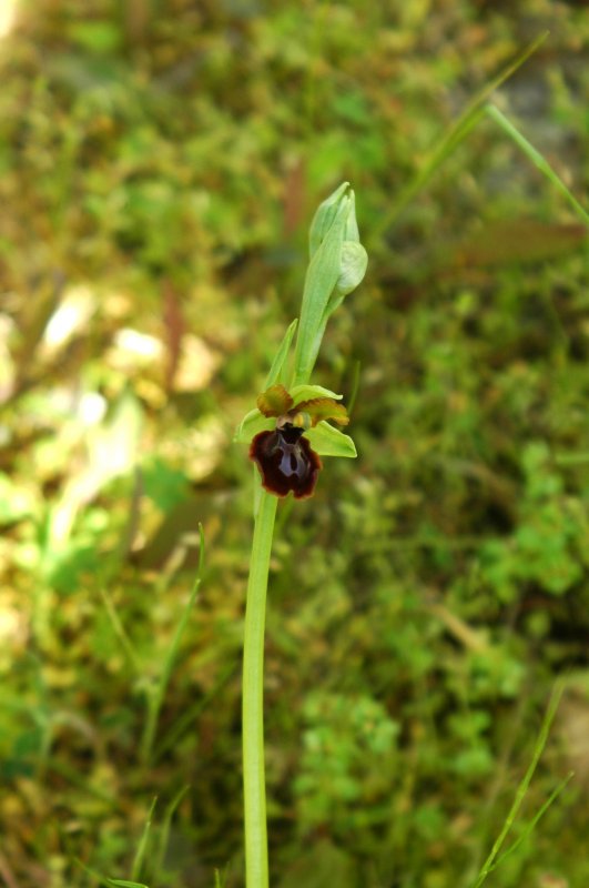 2019-04-10 Ophrys tarentina bei Ginosa 81.JPG
