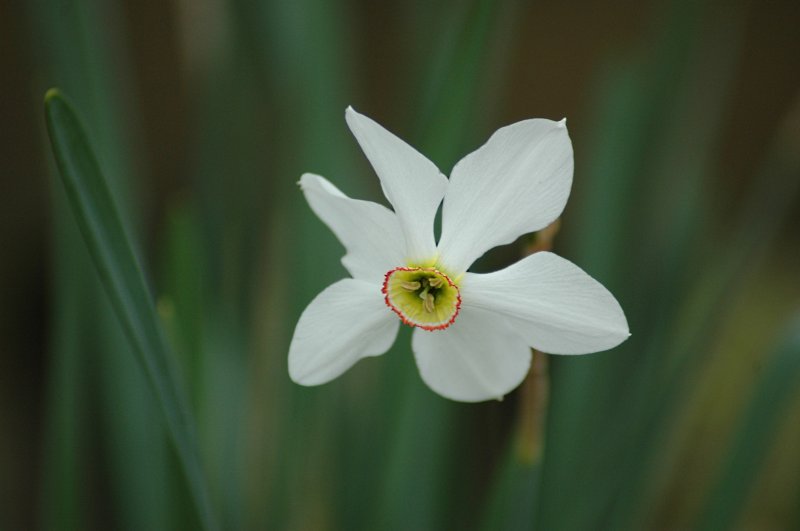 2019-04-25 Narcissus poeticus 13.JPG