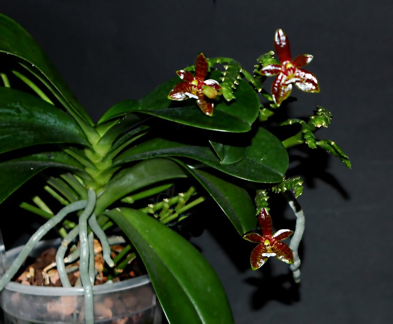 2019-05-20 Phalaenopsis cornu-cervi 'red' 9.JPG