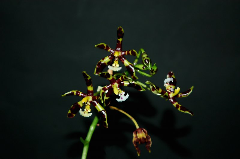 2019-05-20 Phalaenopsis mannii 'Mahagoni' 15.JPG