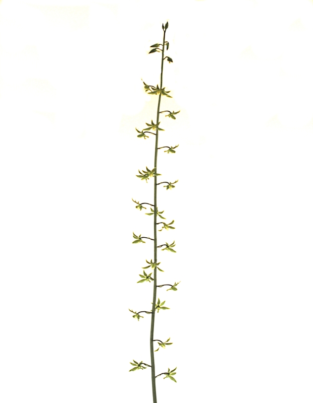 2019-07-02 Eulophia gracilis -6 - Kopie.JPG
