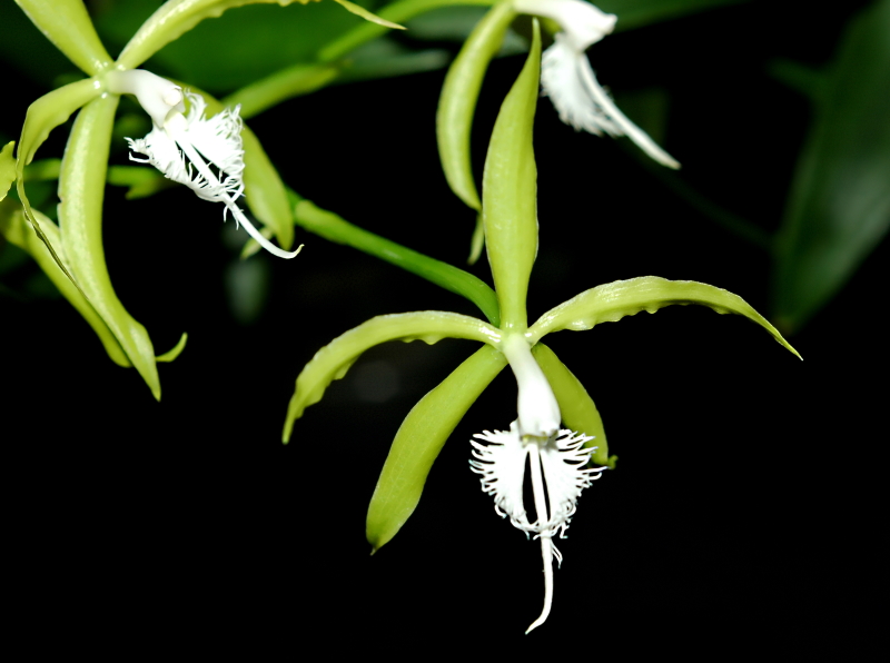 2019-11-08 Epidendrum ciliare 12 - Kopie.JPG