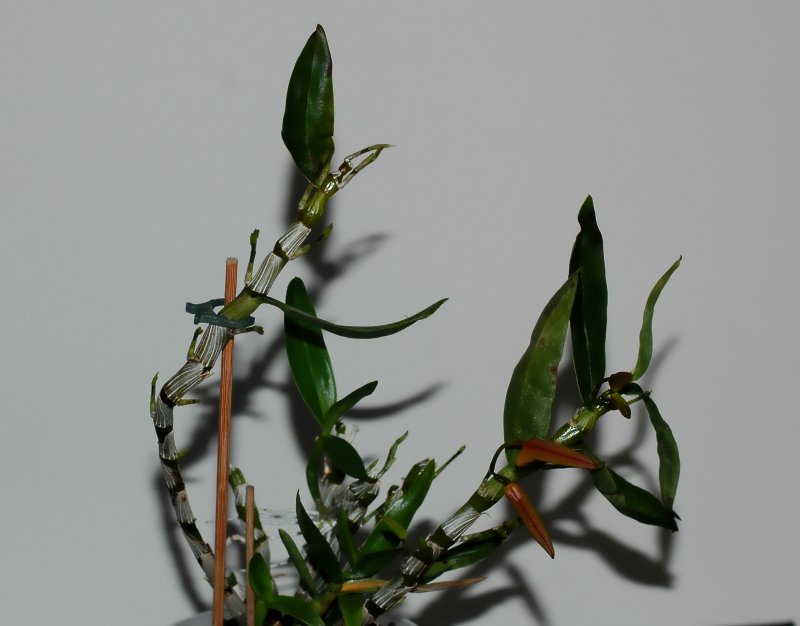 2019-22-02 Dendrobium Nikkou 14.JPG