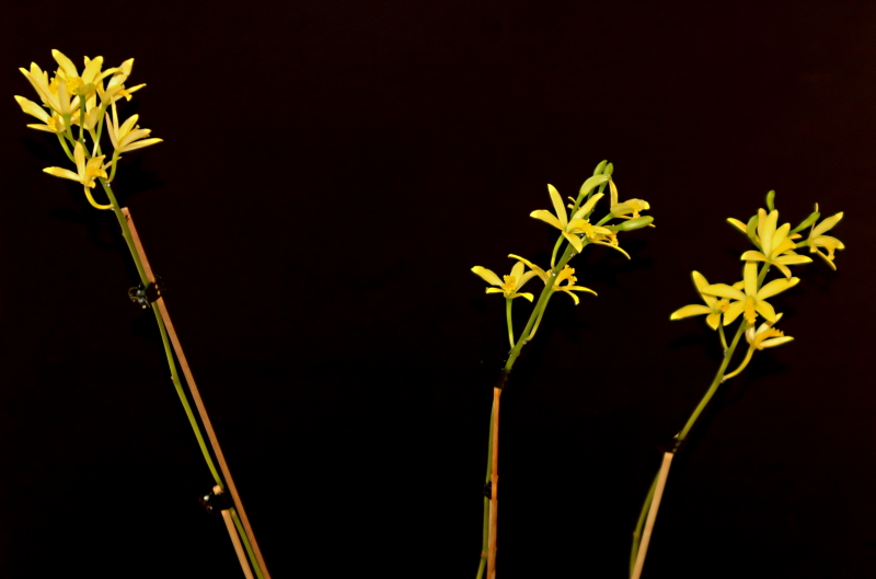 2020-03-22 Cattleya crispata (syn. Laelia flava) 5 - Kopie.JPG