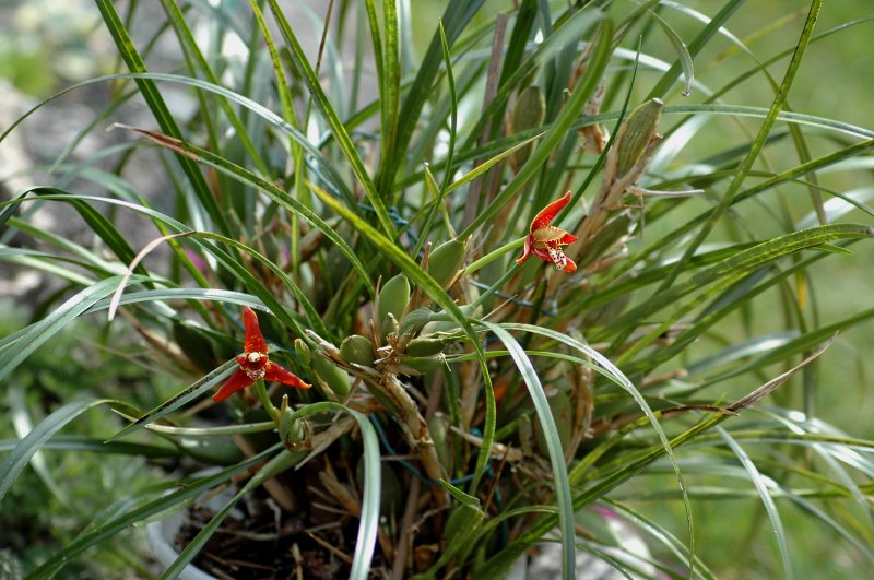 2020-04-16 Maxillaria tenuifolia 4.JPG