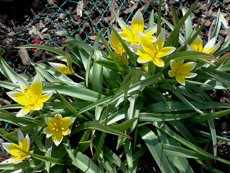 2020-04-16 Tulipa tarda 2 - Kopie.JPG