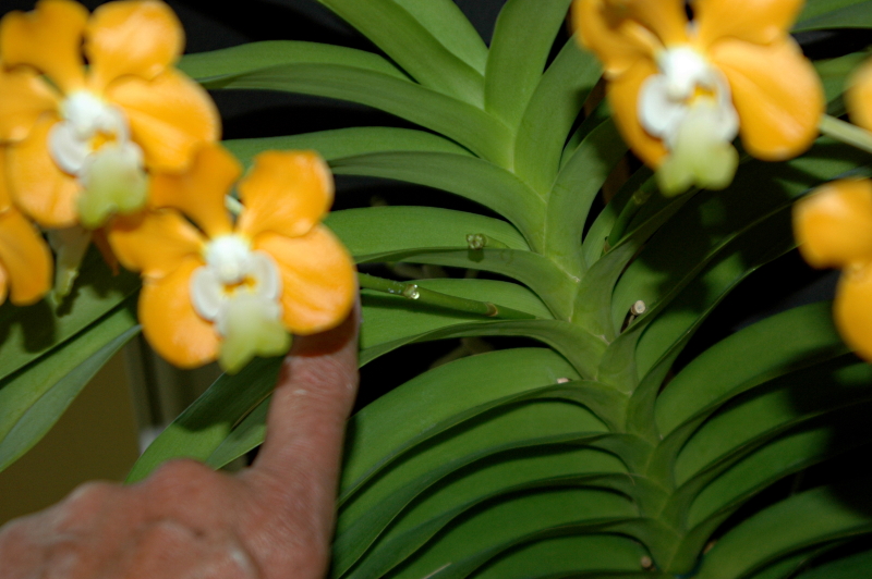2020-04-30 Vanda denisonia Blühtrieb 3 und 4, der 5. ist auch schon zu sehen 11 - Kopie.JPG
