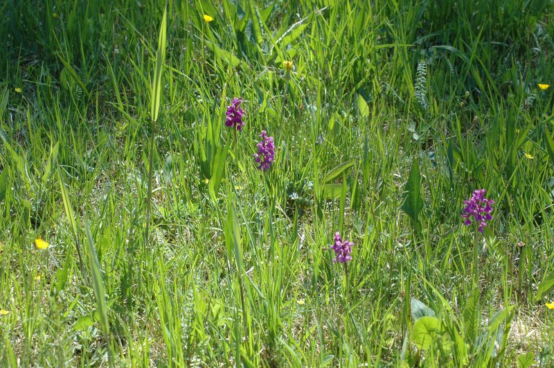 2020-05-18 Orchideenwiese im NSG Hardt 30.JPG