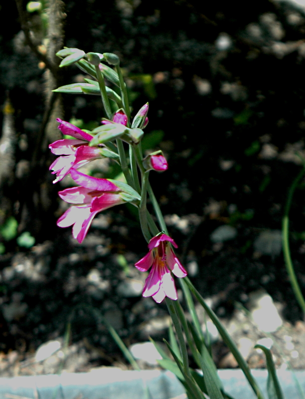 2020-05-21 Gladiolus communis ssp. byzanthinus17 - Kopie.JPG