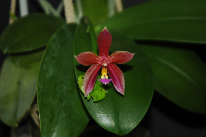2020-07-02 Phalaenopsis Spirit of Borneo (P. bellina x P. pantherina) 14 - Kopie.JPG