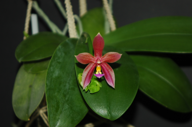 2020-07-02 Phalaenopsis Spirit of Borneo (P. bellina x P. pantherina) 16 - Kopie.JPG