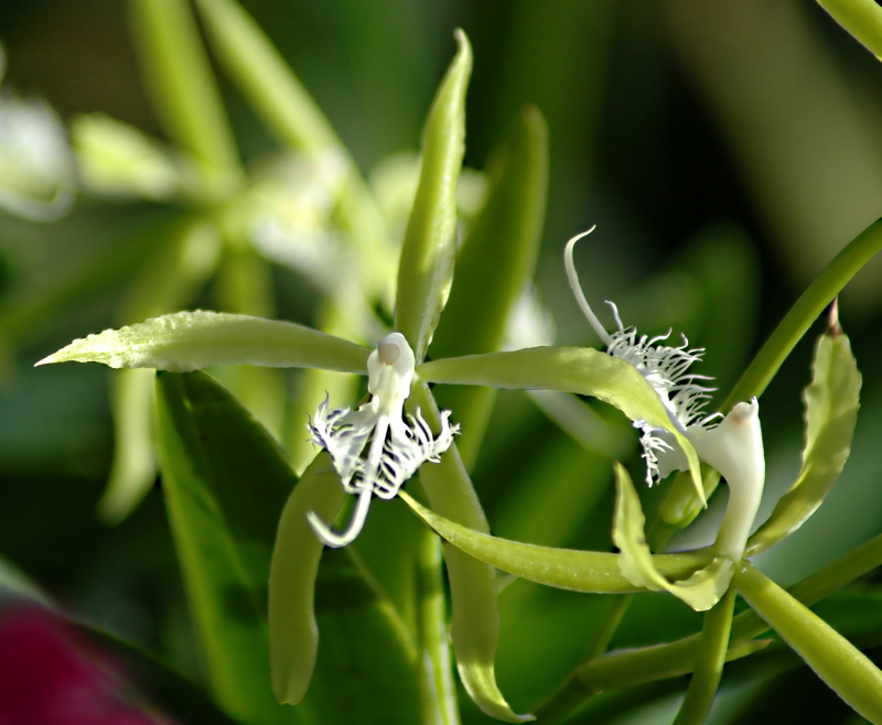 2020-11-08 Epidendrum ciliare  - Kopie.JPG