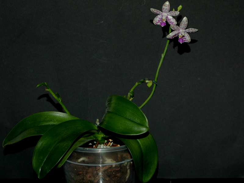 2021-02-07 Phalaenopsis lueddemanniana 1 - Kopie.JPG